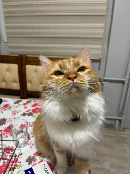 Sarman, Kedi  Peri fotoğrafı