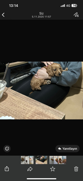 Poodle(Standart Kaniş), Köpek  Cookie fotoğrafı