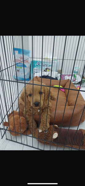 Poodle(Standart Kaniş), Köpek  Cookie fotoğrafı