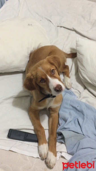 Beagle, Köpek  Sera fotoğrafı