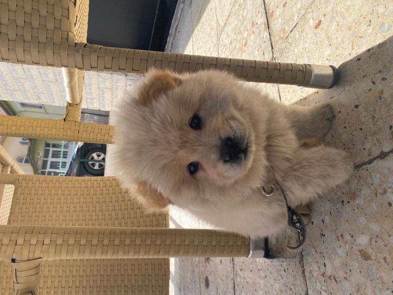 Chow Chow (çin Aslanı), Köpek  Leydi fotoğrafı