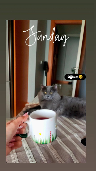 British Shorthair, Kedi  Pascal fotoğrafı