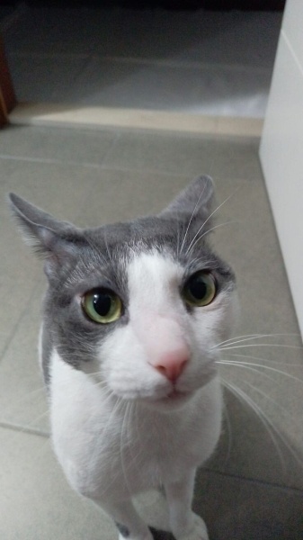 Tuxedo (Smokin) Kedi, Kedi  Mika fotoğrafı