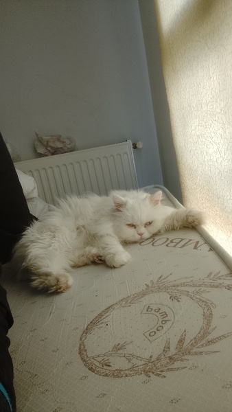 İran Kedisi (Persian), Kedi  Zara fotoğrafı