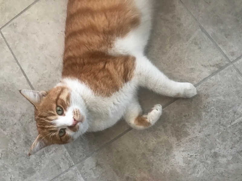 Sarman, Kedi  Karamel fotoğrafı