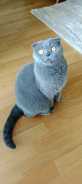 Scottish Fold, Kedi  Poncik fotoğrafı