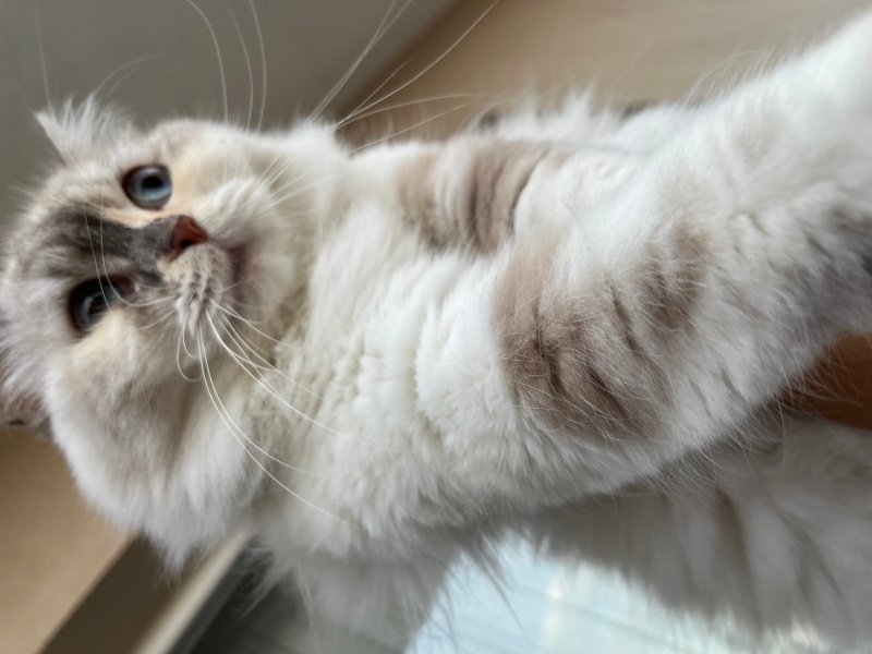British Longhair, Kedi  İnci fotoğrafı