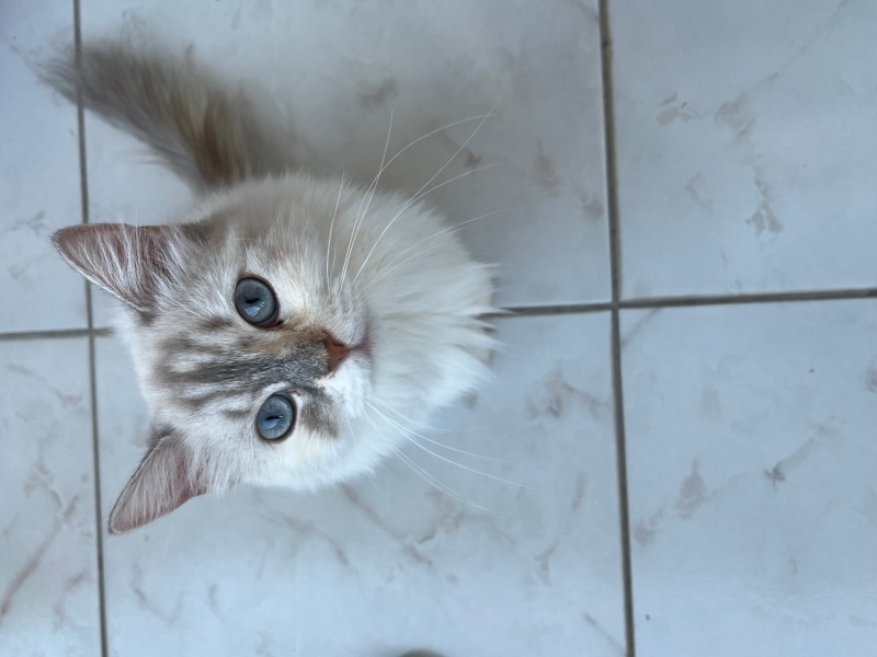 British Longhair, Kedi  İnci fotoğrafı