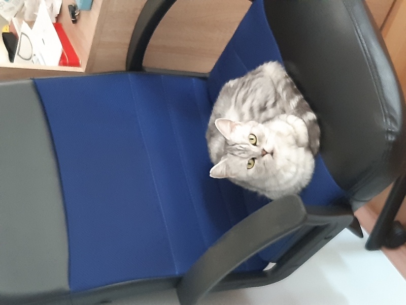 British Shorthair, Kedi  Nazlı fotoğrafı