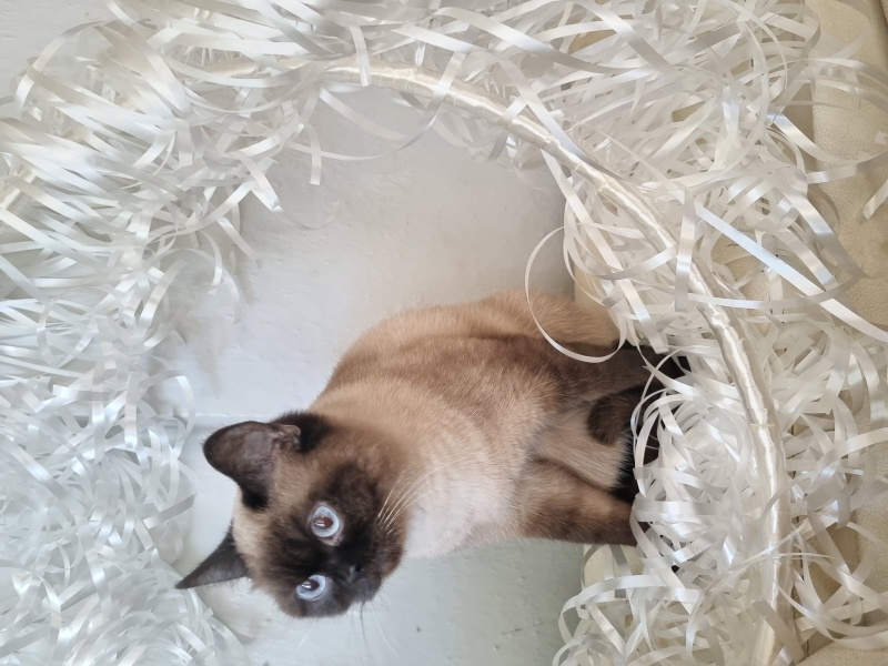 British Shorthair, Kedi  Turşu fotoğrafı