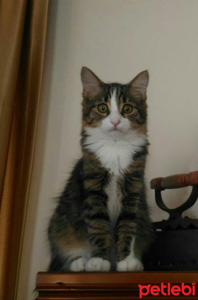 Norwegian Forest, Kedi  kahve fotoğrafı