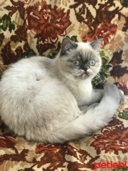 British Shorthair, Kedi  Çakıl fotoğrafı