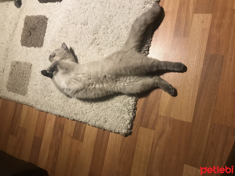 British Shorthair, Kedi  Çakıl fotoğrafı