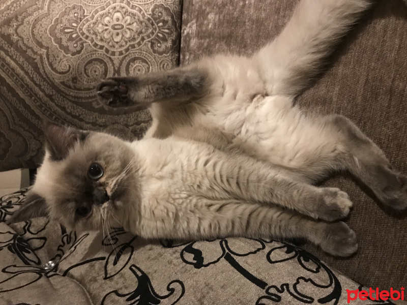 British Shorthair, Kedi  Çakıl fotoğrafı