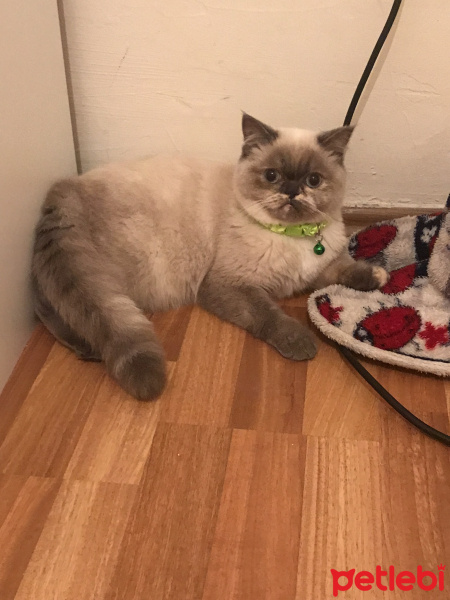 British Shorthair, Kedi  Çakıl fotoğrafı