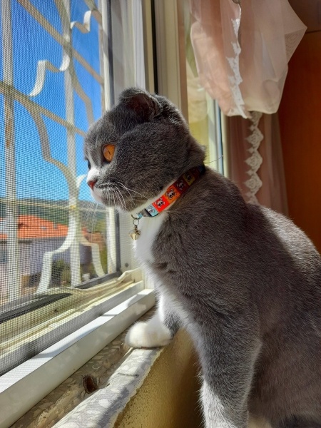 Scottish Fold, Kedi  Çiççi fotoğrafı