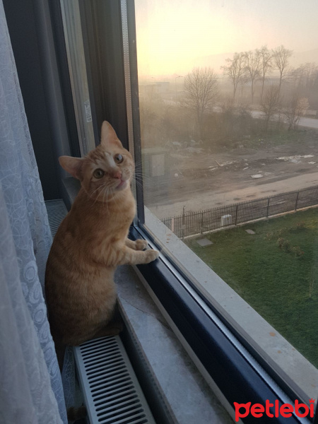 Tekir Kedi, Kedi  Dobili fotoğrafı