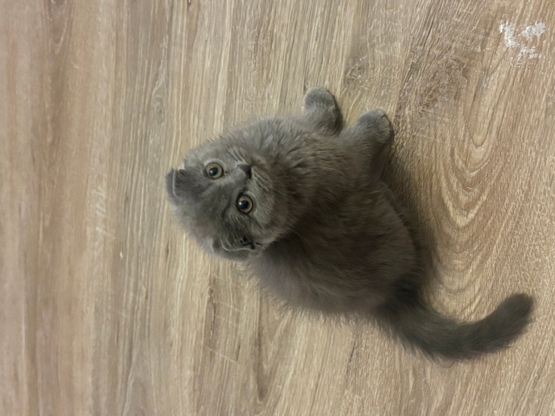 Scottish Fold, Kedi  Fındıksu 💗💗💗💗💗💗 fotoğrafı