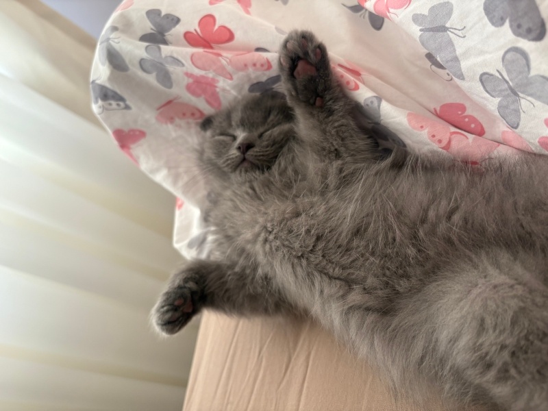 Scottish Fold, Kedi  Fındıksu 💗💗💗💗💗💗 fotoğrafı