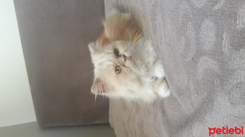 Chinchilla, Kedi  Esma fotoğrafı