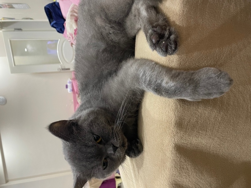 British Shorthair, Kedi  Ares fotoğrafı