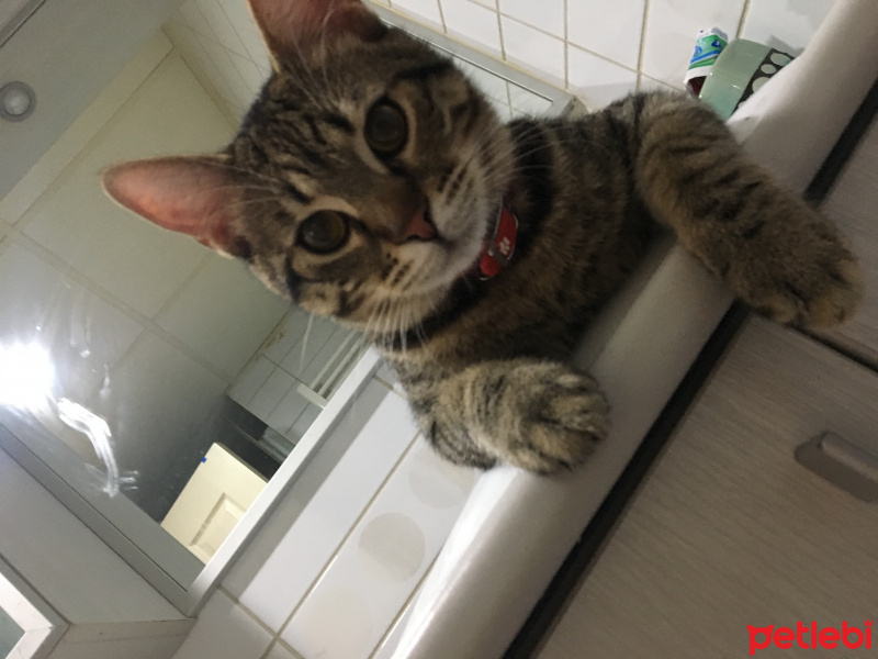 Tekir Kedi, Kedi  Şakir fotoğrafı