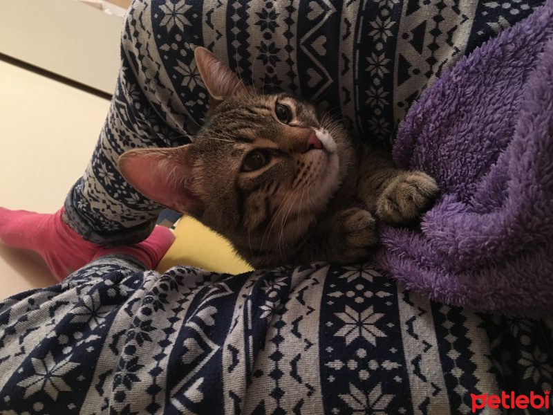 Tekir Kedi, Kedi  Şakir fotoğrafı