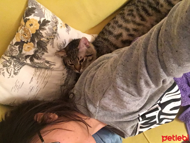 Tekir Kedi, Kedi  Şakir fotoğrafı