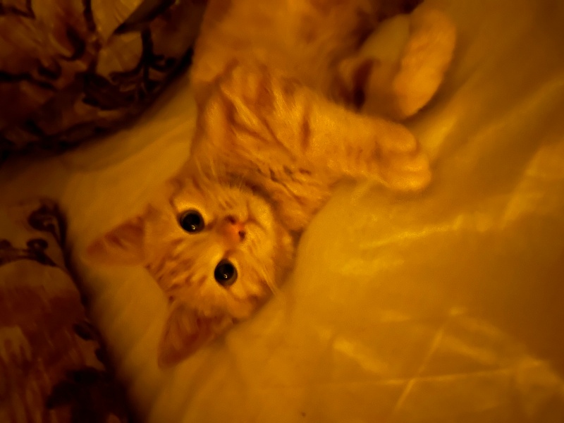 Sarman, Kedi  Tarçın fotoğrafı