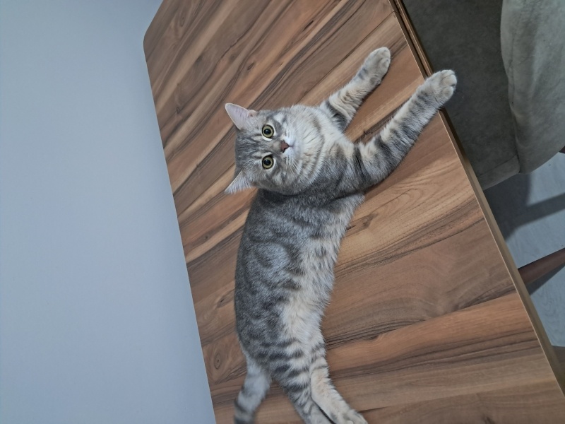British Shorthair, Kedi  Osi fotoğrafı