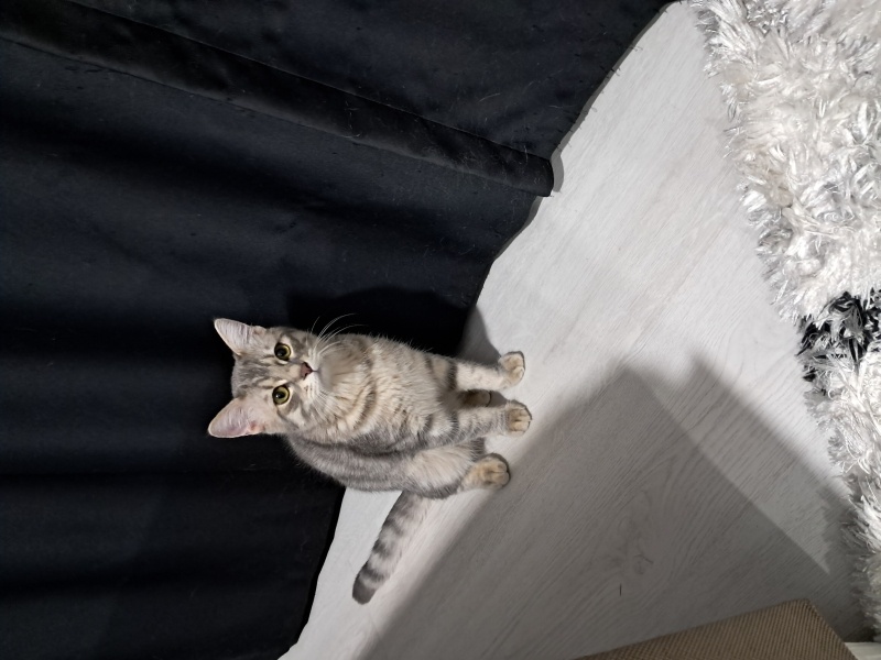 British Shorthair, Kedi  Osi fotoğrafı