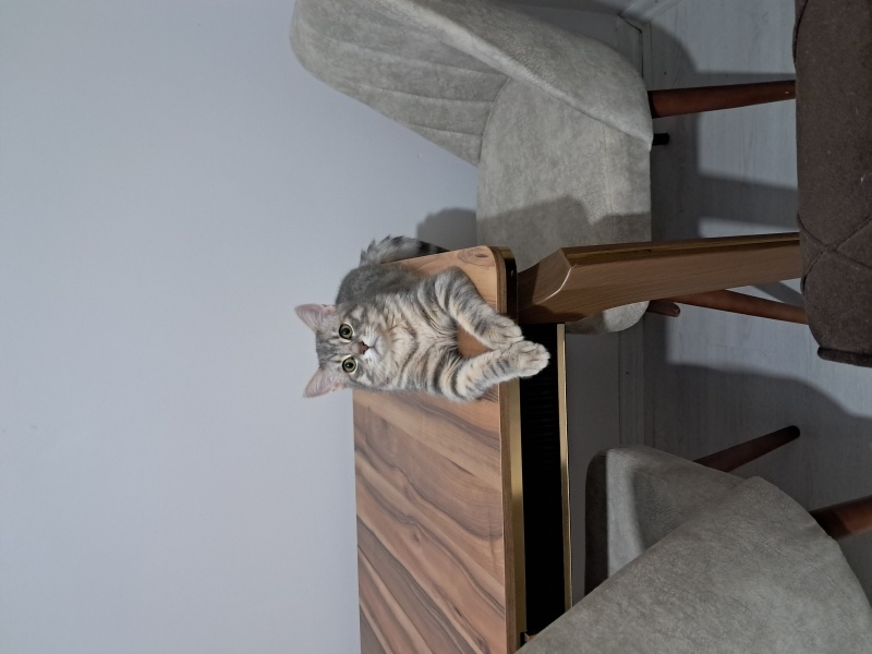 British Shorthair, Kedi  Osi fotoğrafı