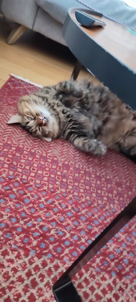 Norwegian Forest, Kedi  Neptün fotoğrafı