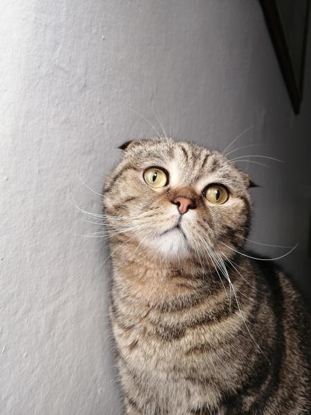 British Shorthair, Kedi  Muzaffer fotoğrafı