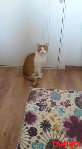 Tekir Kedi, Kedi  EFELEN fotoğrafı
