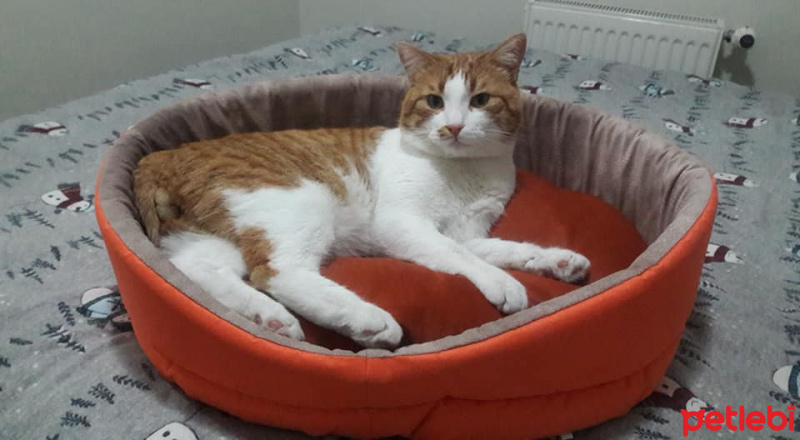 Tekir Kedi, Kedi  EFELEN fotoğrafı
