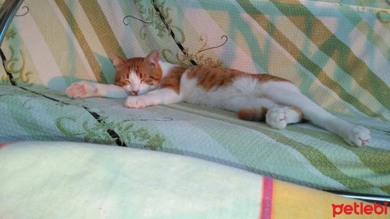 Tekir Kedi, Kedi  EFELEN fotoğrafı