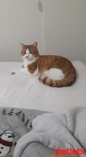Tekir Kedi, Kedi  EFELEN fotoğrafı
