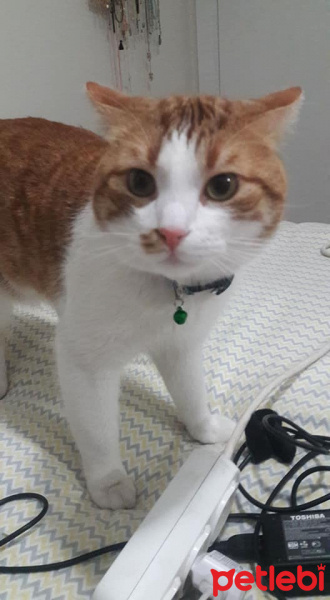 Tekir Kedi, Kedi  EFELEN fotoğrafı