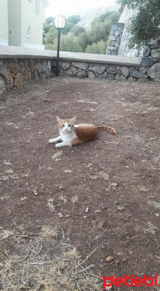 Tekir Kedi, Kedi  EFELEN fotoğrafı
