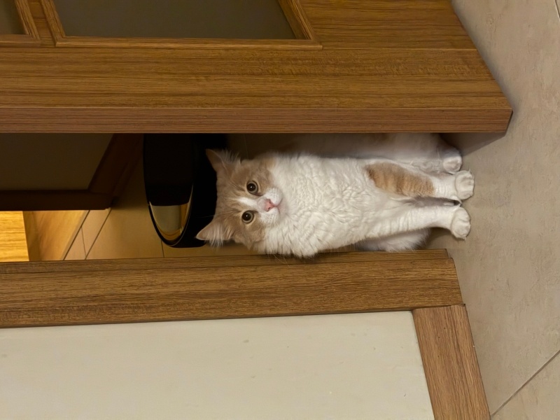 Tekir Kedi, Kedi  Fındık fotoğrafı