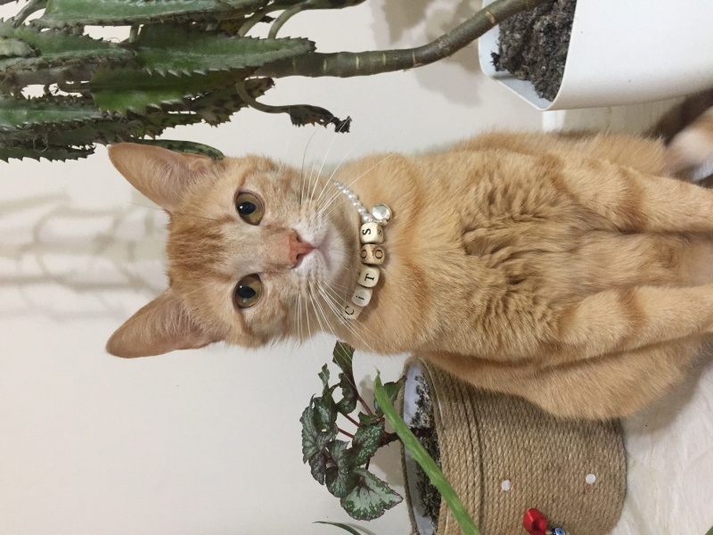 Sarman, Kedi  Çitos fotoğrafı