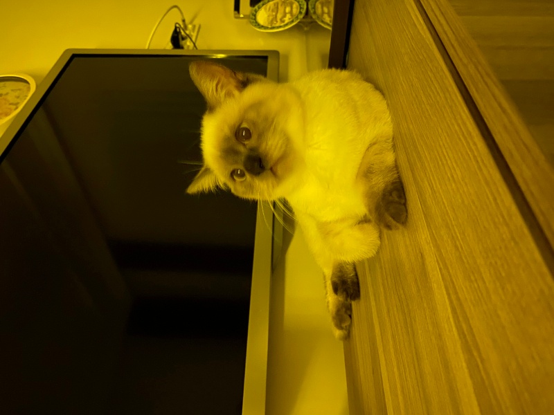 Siyam Kedisi, Kedi  Mia özaydın fotoğrafı