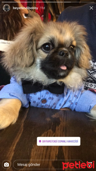 Pekingese, Köpek  Bobby fotoğrafı