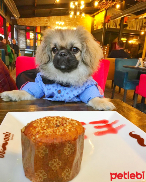 Pekingese, Köpek  Bobby fotoğrafı