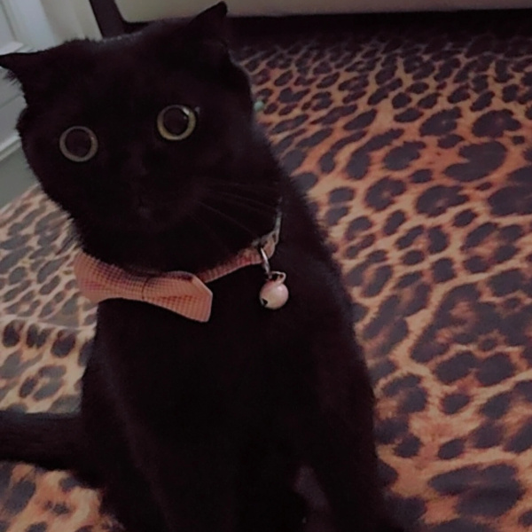 Scottish Fold, Kedi  Mery fotoğrafı