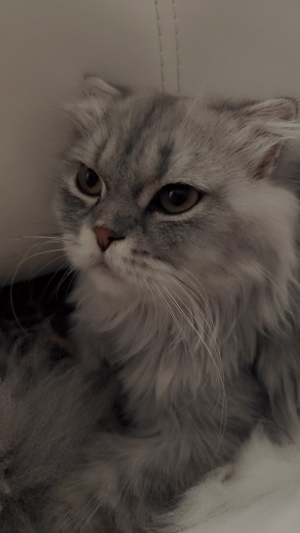 Scottish Fold, Kedi  Mery fotoğrafı