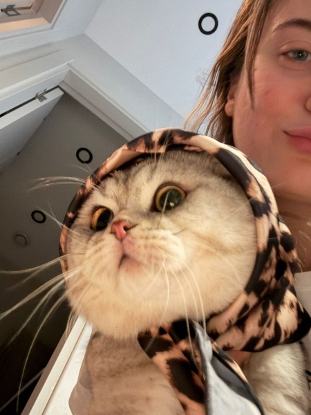 British Shorthair, Kedi  Muzo fotoğrafı