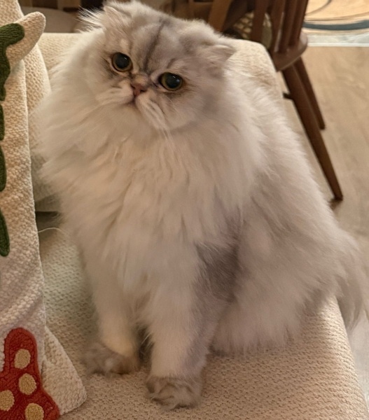 British Longhair, Kedi  Çaki fotoğrafı
