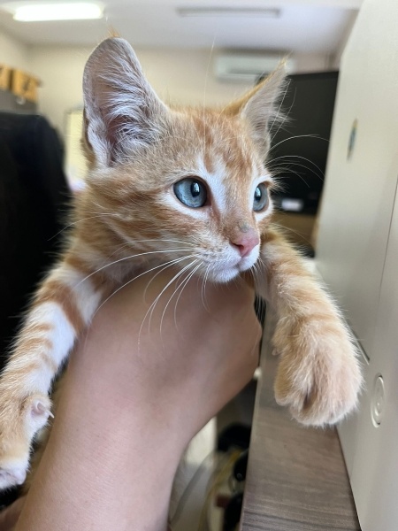 Sarman, Kedi  Portakal fotoğrafı